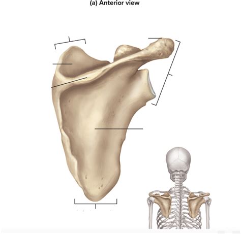 Image result for Scapula Bone Blank Diagram