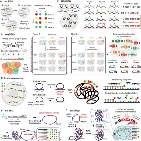 Image result for Merfish Transcriptomics