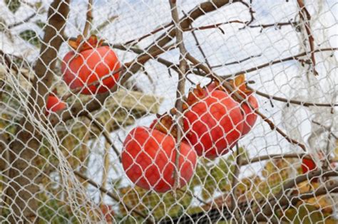 How to Call Fruit Net に対する画像結果