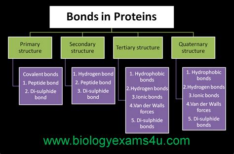 Image result for Protein Structure Types