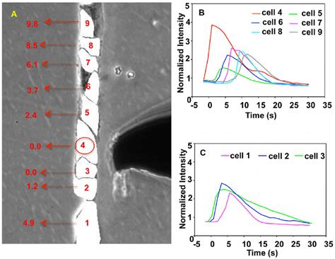 Normalized Intensity Cell Outline に対する画像結果