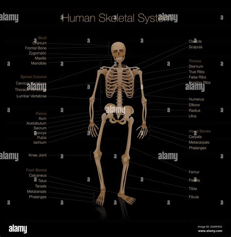 Image result for Human Skeleton Anatomy Chart