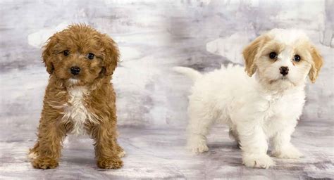 Cavapoo Puppies Breeders に対する画像結果
