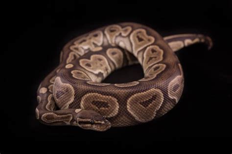 Image result for Cool Ball Python