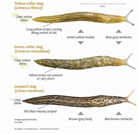 Image result for Slug Types