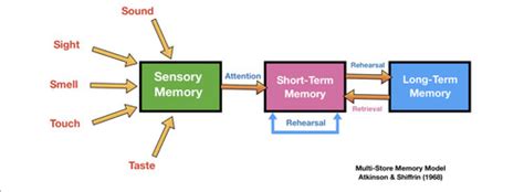 Image result for Multi-Store Model of Memory Simple