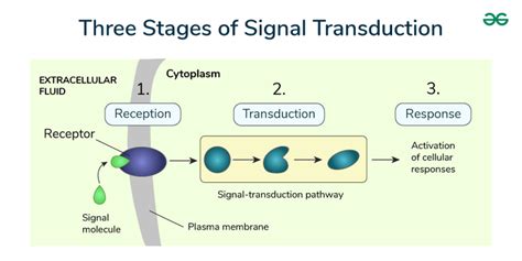 Image result for Cell Signaling Technology Chart