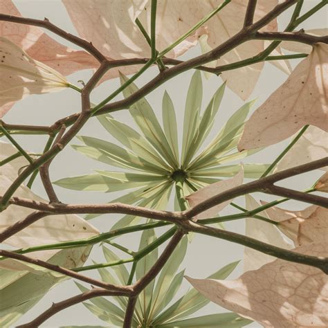 Image result for Tree Canopy Line Work