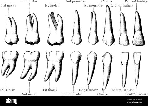 Image result for Permanent Tooth
