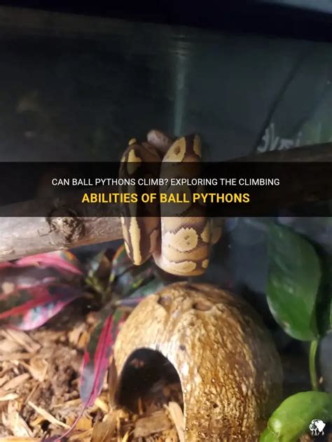 Image result for Ball Python Climbing Trees