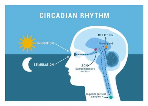 Image result for Circadian Rythm Architectural Design