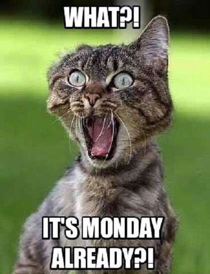 Meme Computer Screen Background に対する画像結果