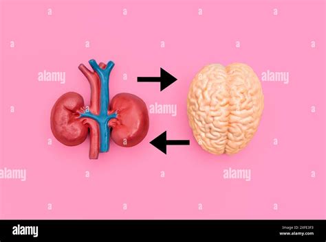 Visual Processing Arrows ପାଇଁ ପ୍ରତିଛବି ଫଳାଫଳ