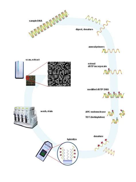 Toradh íomhá ar Affymetrix Microarray
