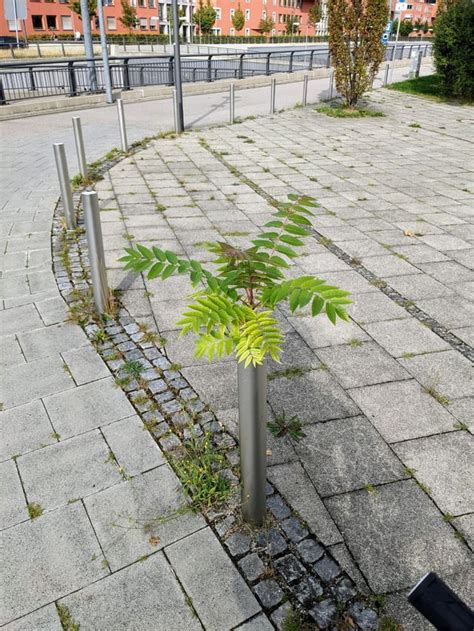 Smug Tree Frog に対する画像結果