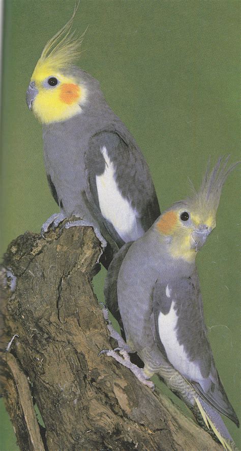 Image result for Cockatiels Playing