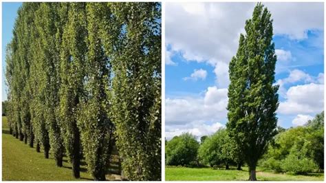 Poplar Tree Varieties కోసం చిత్ర ఫలితం