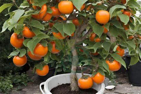 Image result for Persimmon Tree Grow in Pot