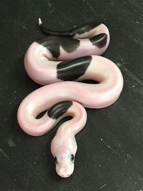 Image result for Panda Ball Python E