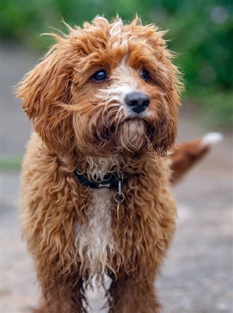 Cavapoo Puppies Breeders に対する画像結果