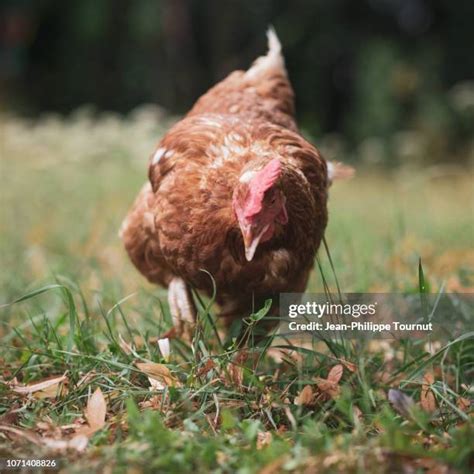 Résultat d’images pour Chicken Running Fast