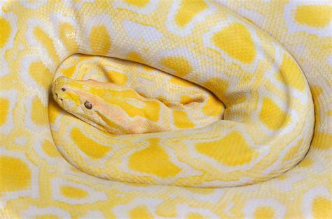 Yellow Python Snake Design に対する画像結果