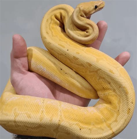Afbeeldingsresultaten voor Sunset Combo Ball Python