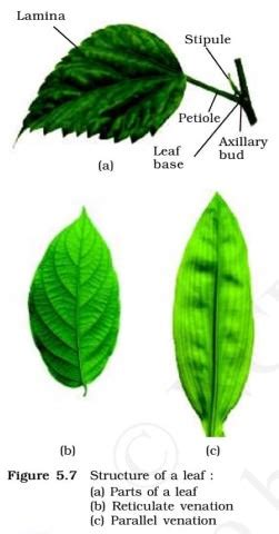 Toradh íomhá ar Feature of Parallel Leaf