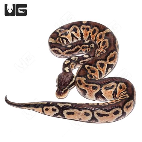 Image result for Most Valuable Baby Python