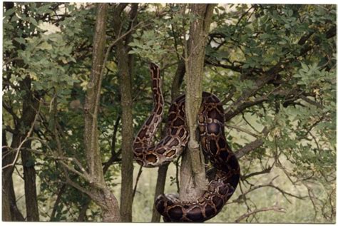 Image result for Burmese Python Metal Sculpture