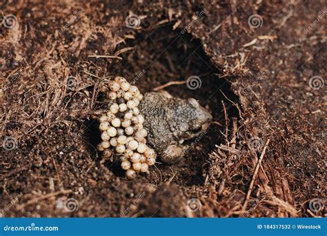 Toradh íomhá ar Frog Laying Eggs