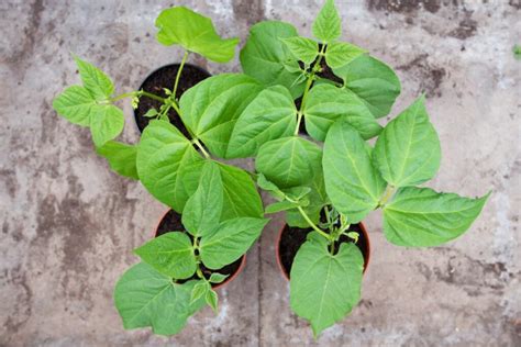 Image result for Growing Runner Beans in Containers