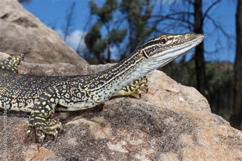 Image result for Australian Monitor Lizard