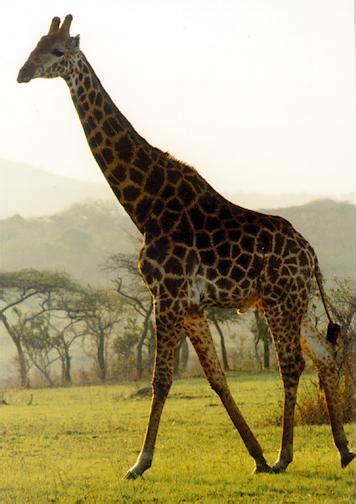 Image result for Giraffe Mammal