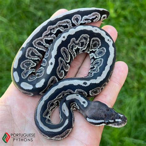 Image result for Axanthic Pastel Ball Python