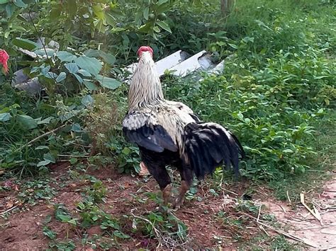 Toradh íomhá ar Lyle Behl Java Chicken