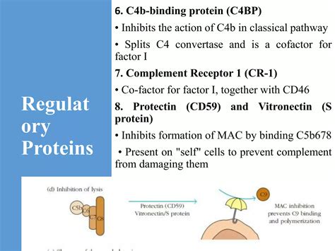 Human Body Complement System に対する画像結果