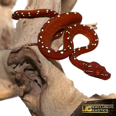 Image result for Red Green Tree Python