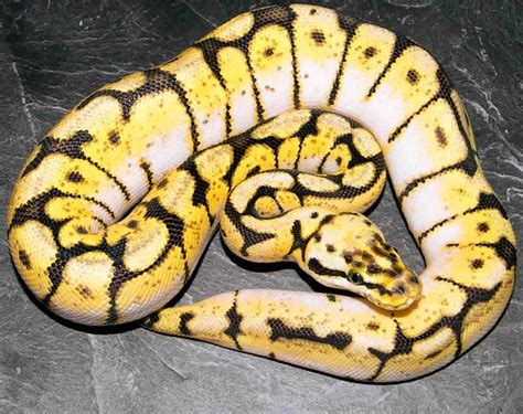 Toradh íomhá ar Royal Python Morph