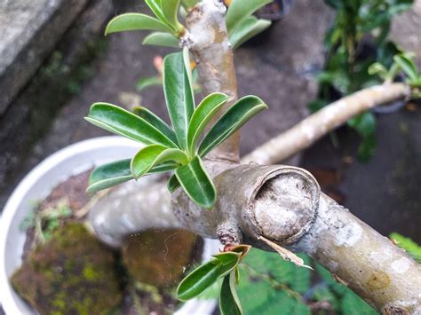 Image result for Adenium Distribution Map