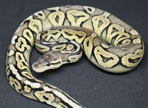 Pewter Ball Python に対する画像結果