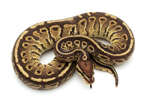 Toradh íomhá ar Ball Python White Coiled