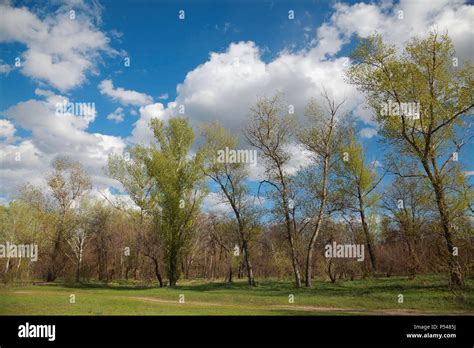 Image result for Trees in a Pasture