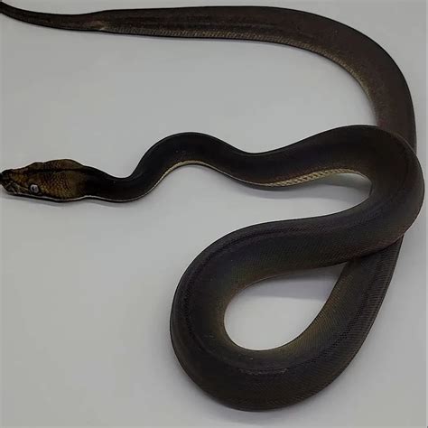 Image result for Retic Python Bite