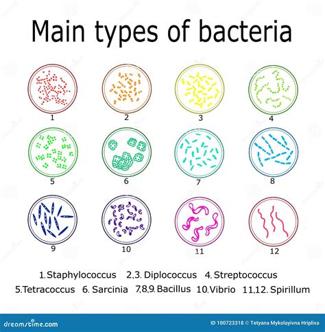 Types Of Bacteria