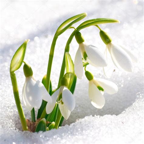 Résultat d’images pour Snowdrop Spring Flowers