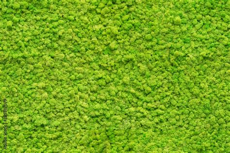 seamless close up green moss texture Stock Photo | Adobe Stock