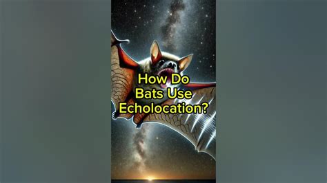 How Bats Use Echolocation に対する画像結果
