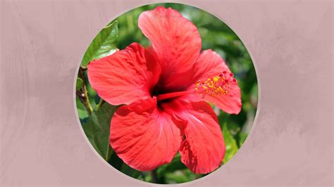 Toradh íomhá ar How to Care for Hibiscus