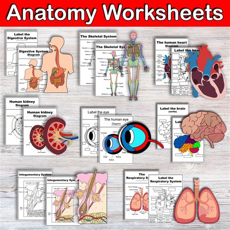Image result for Anatomy Computer Worksheet Printable